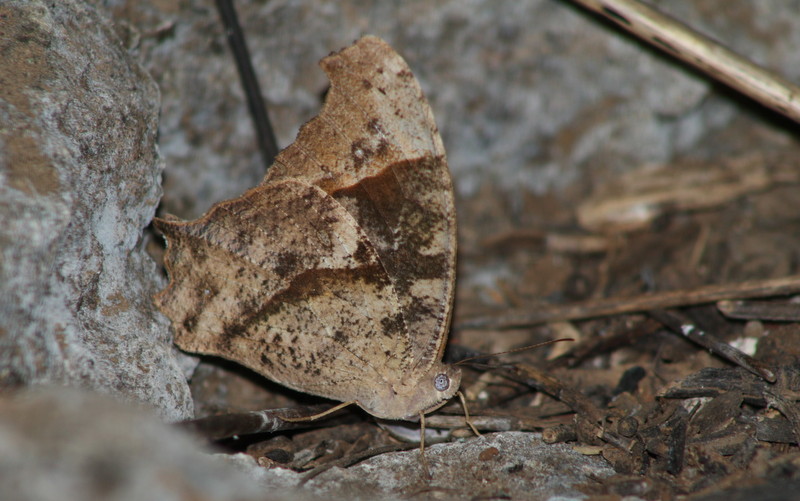 Butterflies